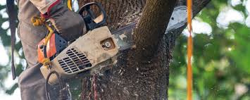 How Our Tree Care Process Works  in  Rose Hill, VA