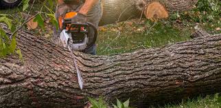 Best Tree Maintenance Programs  in Rose Hill, VA