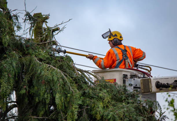 Best Tree Disease Treatment  in Rose Hill, VA