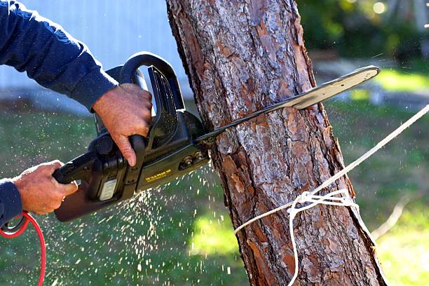 Reliable Rose Hill, VA Tree Services Solutions