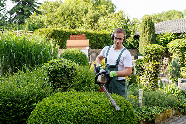 Organic Lawn Care Solutions in Rose Hill, VA